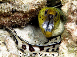 My 1st Time seeing a Green Headed with White Body Eel. Ta... by Adrian Schokman 